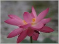 2009072411