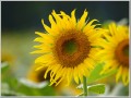 2009081501