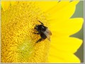 2009081503