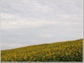 2009081511