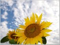 2009081513
