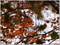2009101101
