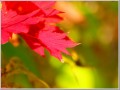 2009102021