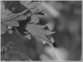 2009102031