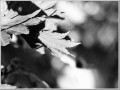 2009102041