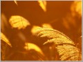 2009103121 2009103121
