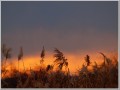 2009112901
