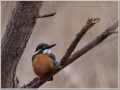 カワセミ カワセミ