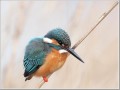 カワセミ カワセミ