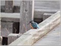 カワセミ カワセミ