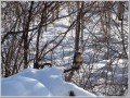 チョウゲンボウ チョウゲンボウ