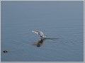 ダイサギ
