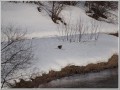 タヌキ？