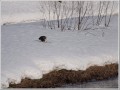 オジロワシ オジロワシ