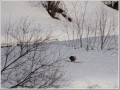 オジロワシ オジロワシ