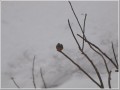 カワセミ カワセミ