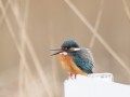 カワセミ カワセミ