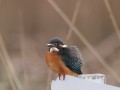 カワセミ カワセミ