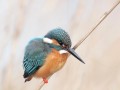 カワセミ カワセミ