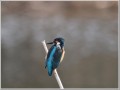 カワセミ カワセミ