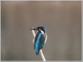 カワセミ カワセミ