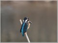 カワセミ