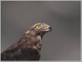 サシバ サシバ
