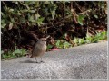 ジョウビタキ雌 ジョウビタキ雌
