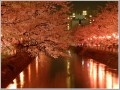 福島江の夜桜