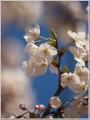 サクラ サクラ