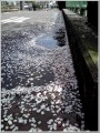 散ってしまった桜