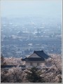 悠久山の桜