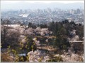 悠久山の桜 悠久山の桜
