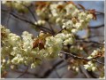 鬱金桜