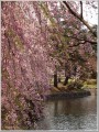 泉翠池の枝垂桜