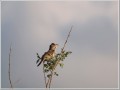 オオヨシキリ オオヨシキリ