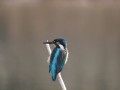 カワセミ カワセミ