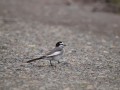 ハクセキレイ ハクセキレイ