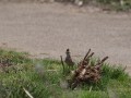 ヒバリ ヒバリ
