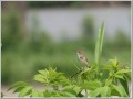 オオヨシキリ