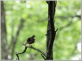 アカハラかな? アカハラかな?