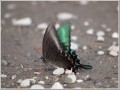 カラスアゲハ カラスアゲハ