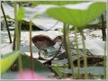 ヨシゴイ幼鳥？