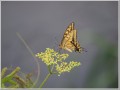 2010091603