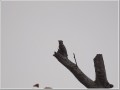 コゲラ