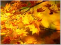 長岡市内の紅葉