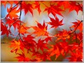 長岡市内の紅葉