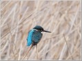 カワセミ カワセミ