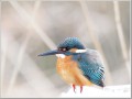 カワセミ カワセミ