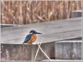 カワセミ カワセミ